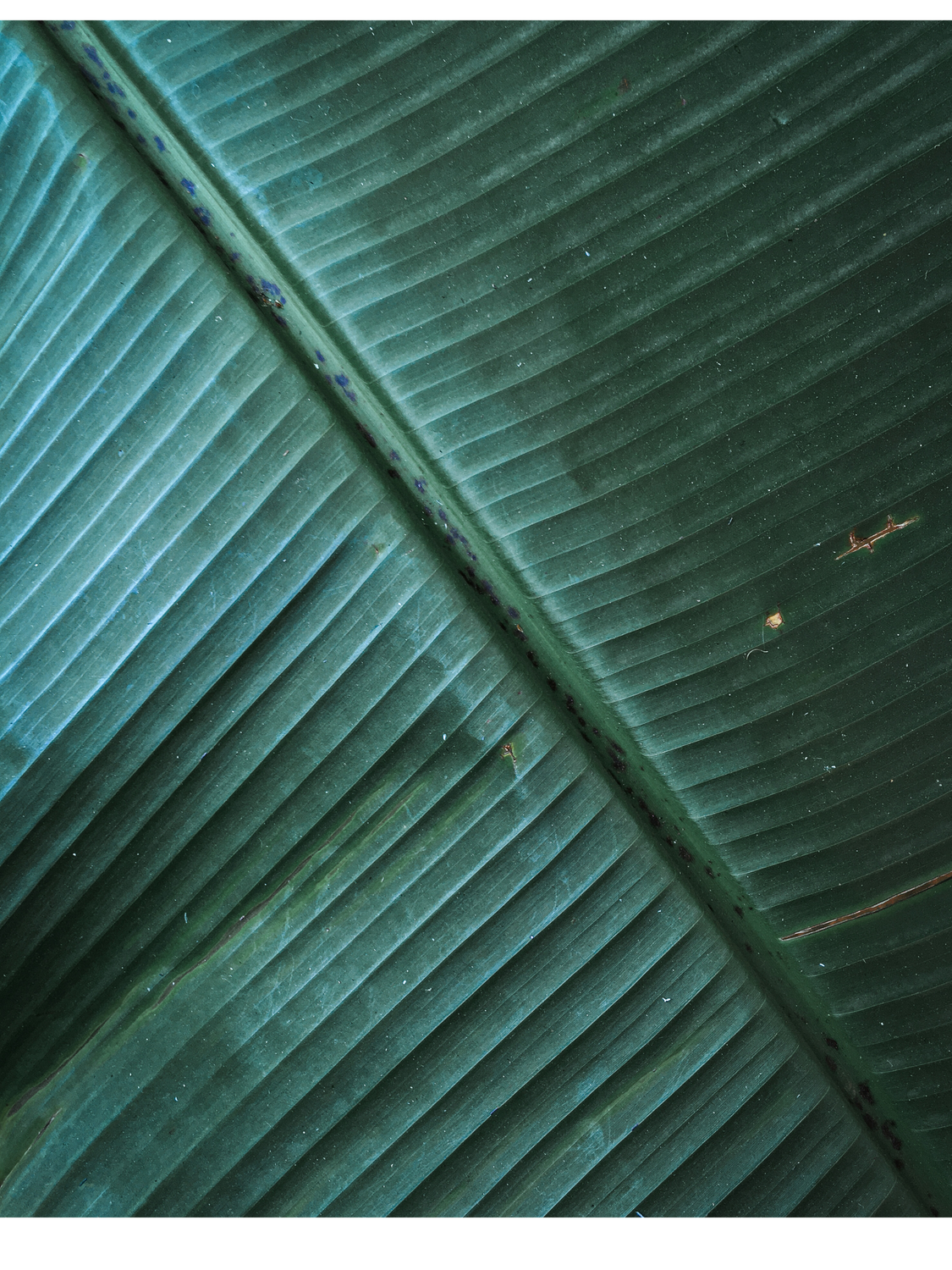 Close-up of textured green leaf surface.